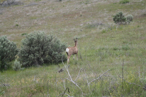 Antelope Oregon
